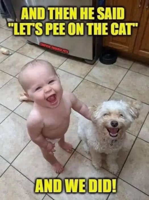 Pee_on_the_cat